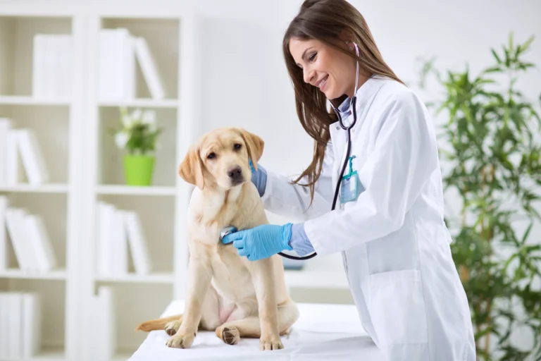 Veterinary Practices Benefit from ACH with Guarantee – Here’s Why